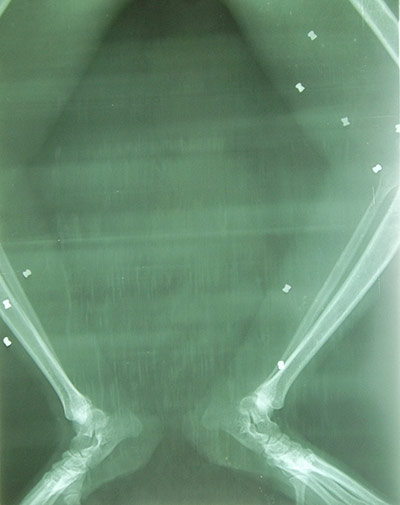 Bornean Orangutan: Aan With 104 Air Gun Pellet Wounds