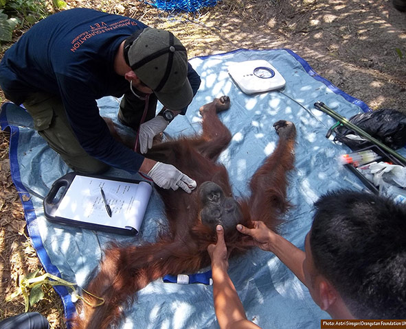 Bornean Orangutan: Aan With 104 Air Gun Pellet Wounds