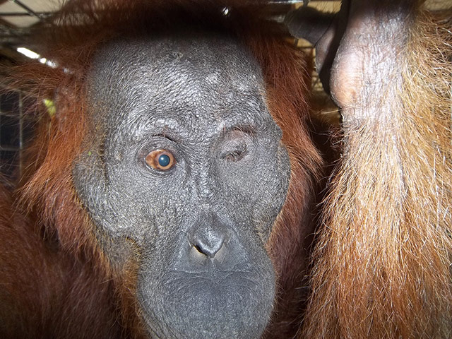 Bornean Orangutan: Aan With 104 Air Gun Pellet Wounds