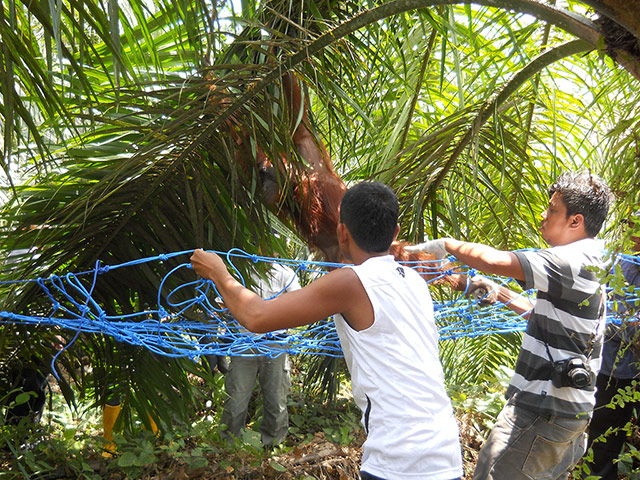 Bornean Orangutan: Aan With 104 Air Gun Pellet Wounds