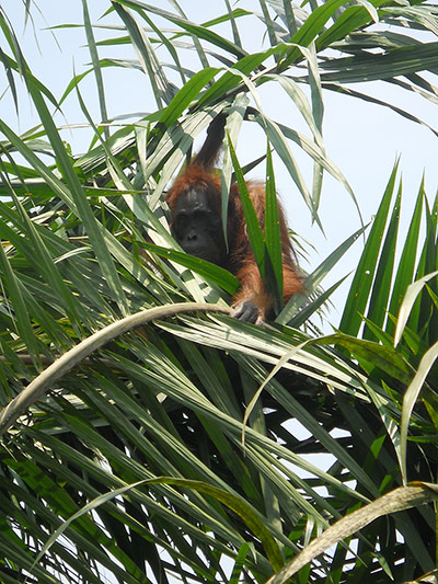 Bornean Orangutan: Aan With 104 Air Gun Pellet Wounds