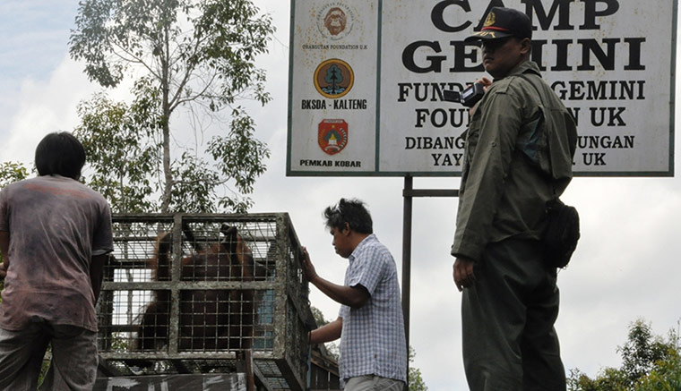Bornean Orangutan: Aan With 104 Air Gun Pellet Wounds