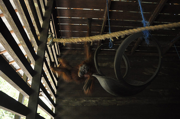 Bornean Orangutan: Aan With 104 Air Gun Pellet Wounds
