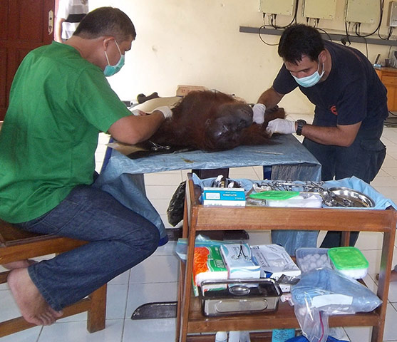 Bornean Orangutan: Aan With 104 Air Gun Pellet Wounds
