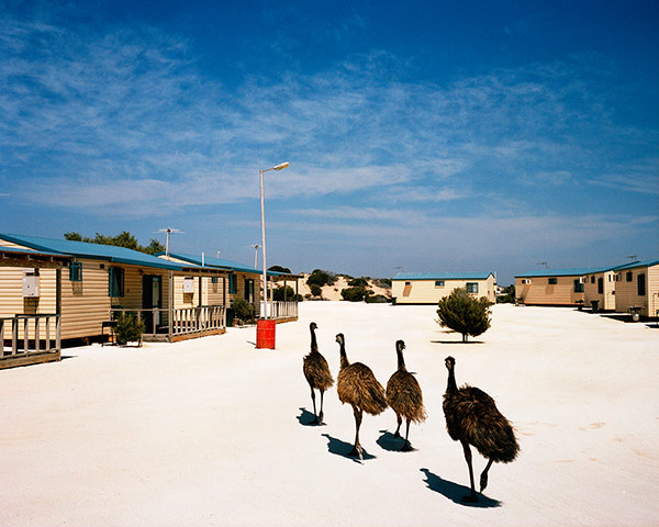 Cartier-Bresson: Sharkbay, 2006 by Trent Parke