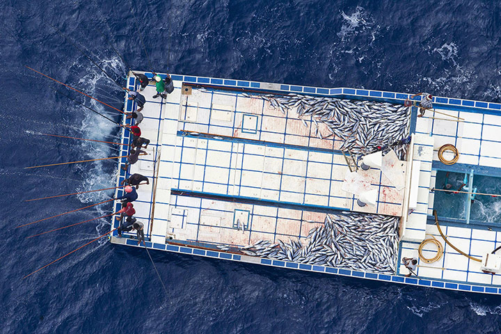 Sustainable Tuna fishing: Pole anf Line Fishing in Maldives