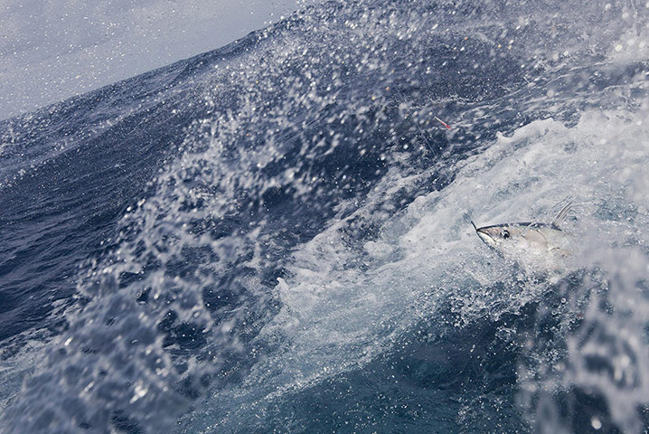 Sustainable Tuna fishing: Pole anf Line Fishing in Maldives