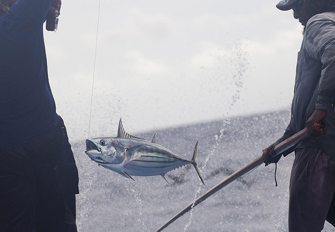 Sustainable Tuna fishing: Pole & Line Fishing, Maldives.