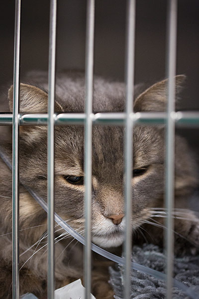 Cat operation: Harry, a 12-year-old cat with a a tumour