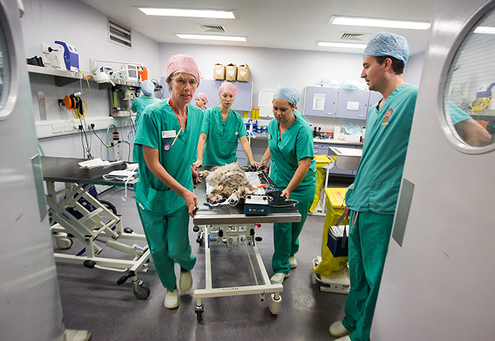 Cat operation: 'He could die but the owners decided it was better to attempt it'