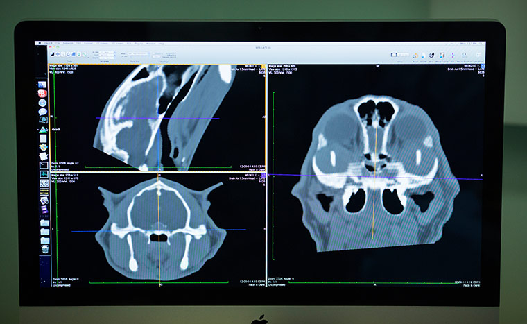 Cat operation: 'Some question whether it's right