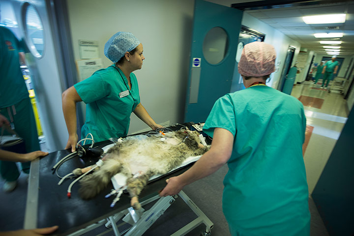 Cat operation: 'The QMHA treats up to 8,000 patients every year.' 