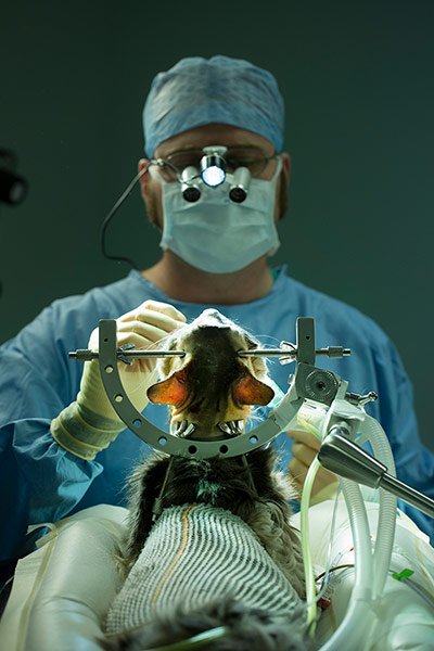 Cat operation: 'The potential for the patient to become unstable is very high