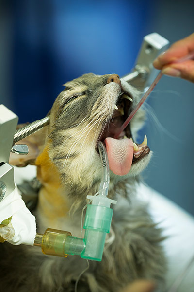 Cat operation: 'You are talking about real utility and benefit to an animal.'