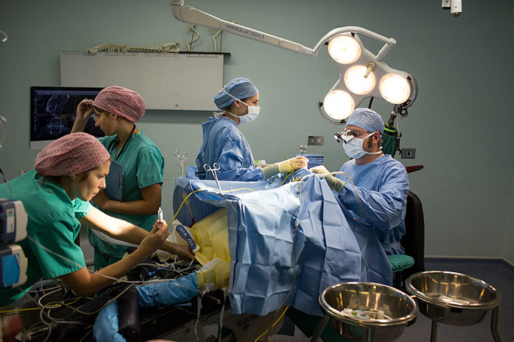 Cat operation: 'It's cutting edge.