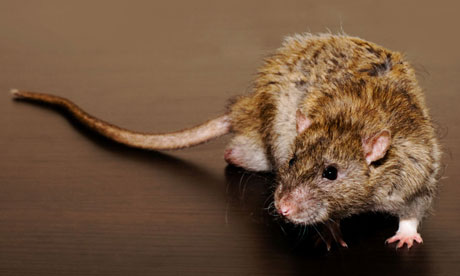 A Rat Picture