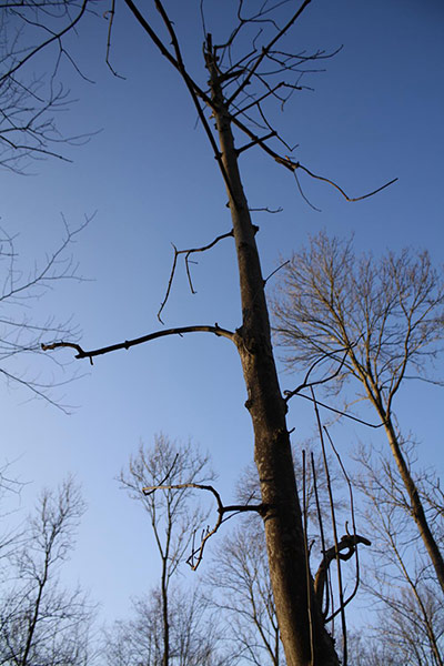 Ash tree disease: Denmark, Gribskov forest