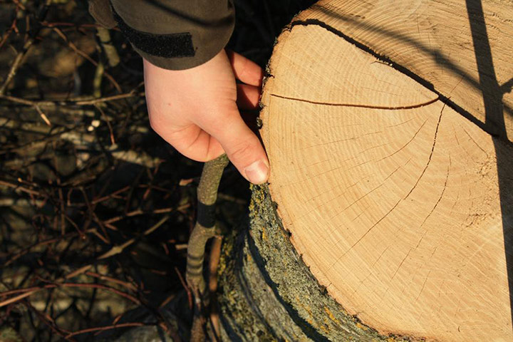Ash tree disease: Denmark, Gribskov forest