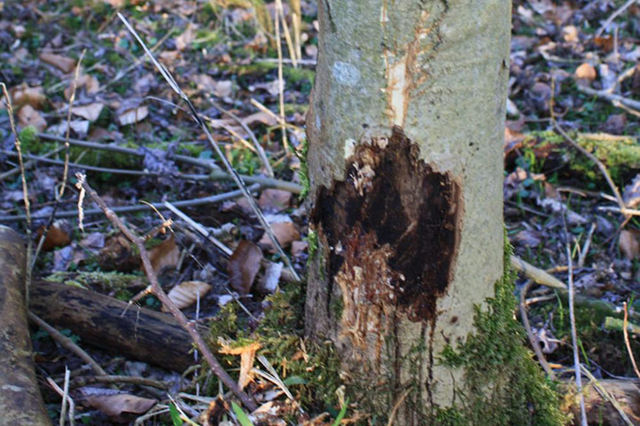Ash tree disease: Denmark, Gribskov forest