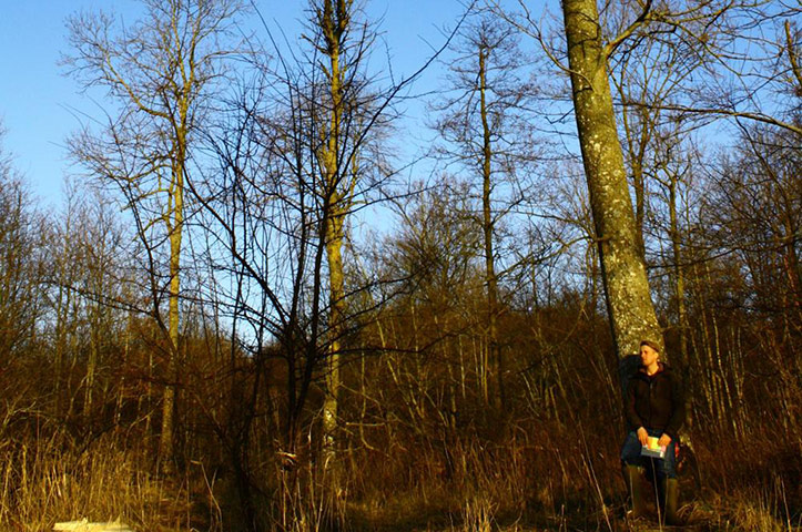 Ash tree disease: Denmark, Gribskov forest