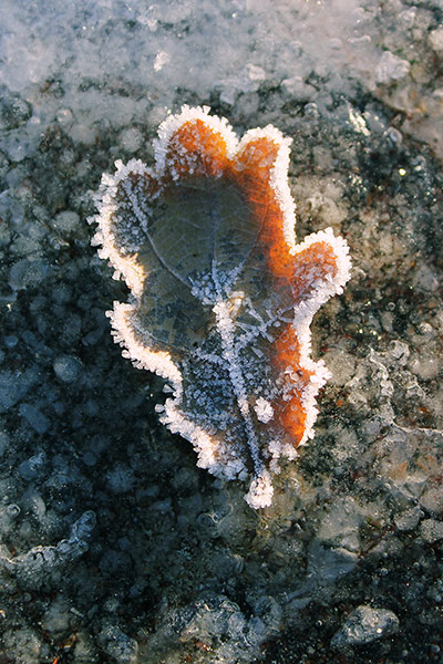 Your Pictures: Iced: A heavily frosted leaf stuck to the thick ice