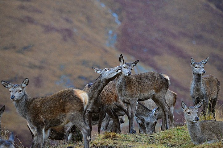 24 hours in pictures: Red Deer Rutting Season Draws To A Close