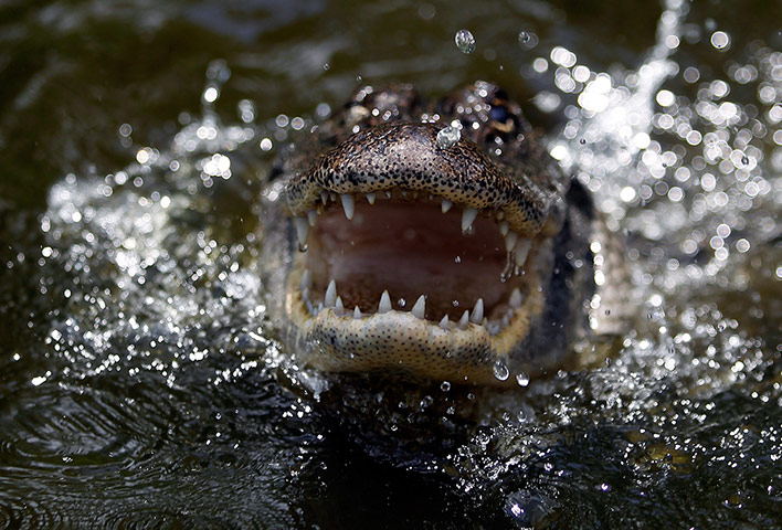 Week in wildlife: Major effort in Louisiana to keep the French language alive