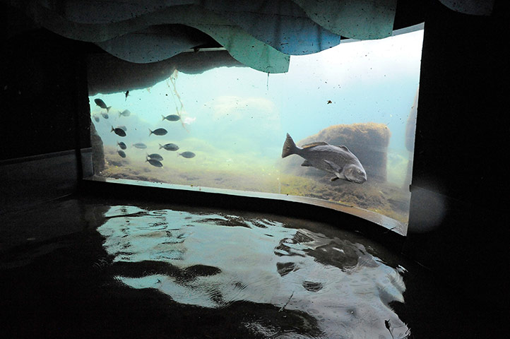 Week in wildlife:  New York Aquarium post Sandy