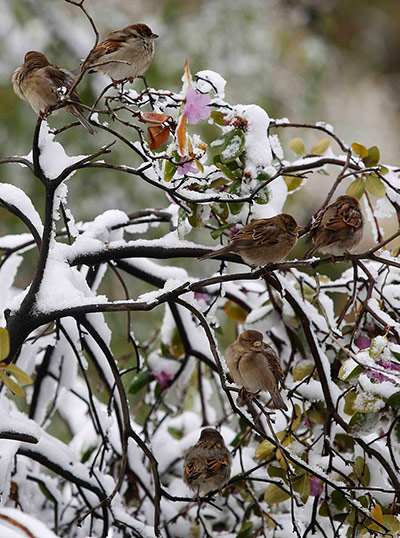 Week in wildlife: Small birds huddle together as over four inches of snow, New York