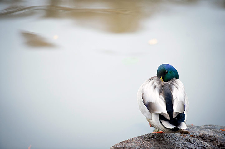 Week in wildlife: Duck sits by Roehrensee Lake