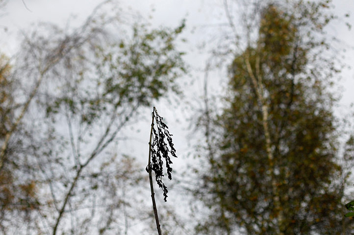 Week in wildlife: A young ash tree infected with Chalara dieback  near Framlingham