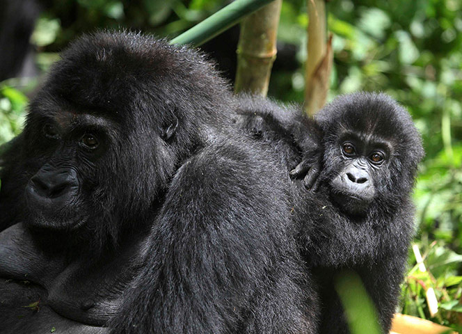 Week in wildlife: Lowland Gorillas in South Kivu, eastern Democratic Republic of Congo