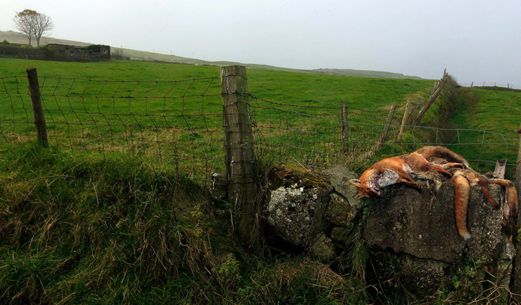 Week in wildlife: Dead foxes are seen placed on a dry stone wall near Fair Head 