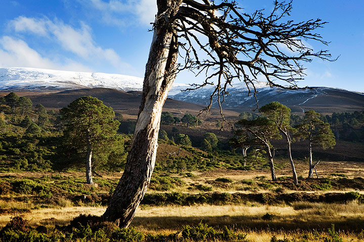 Week in wildlife: Glen Feshie