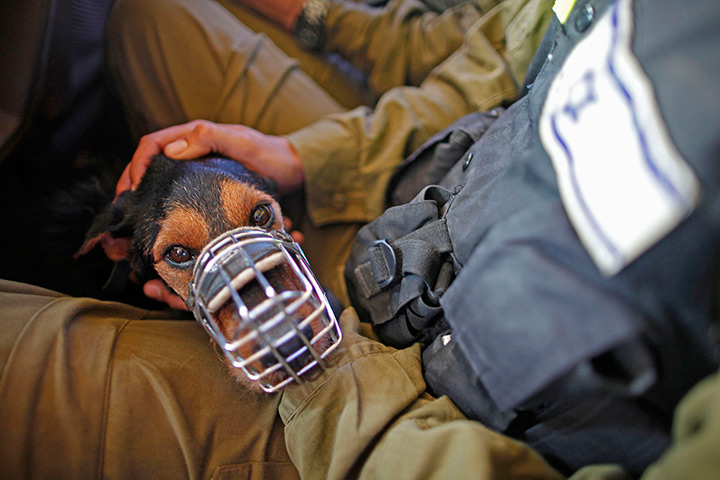 24 hours in pictures: A Israeli search and rescue sniffing dog