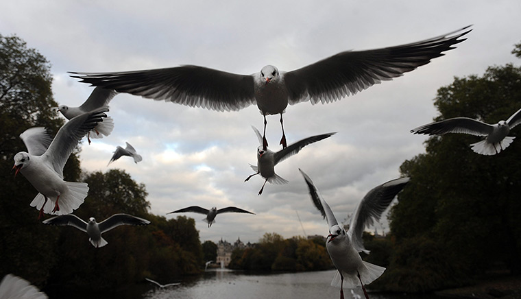 24 hours in pictures: Gulls Over St.James's Park