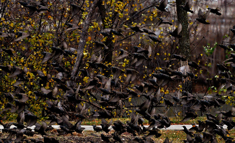 Green Shoots: Urban Birds