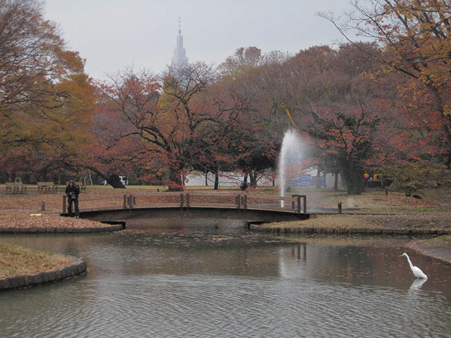 Green Shoots: Urban Birds