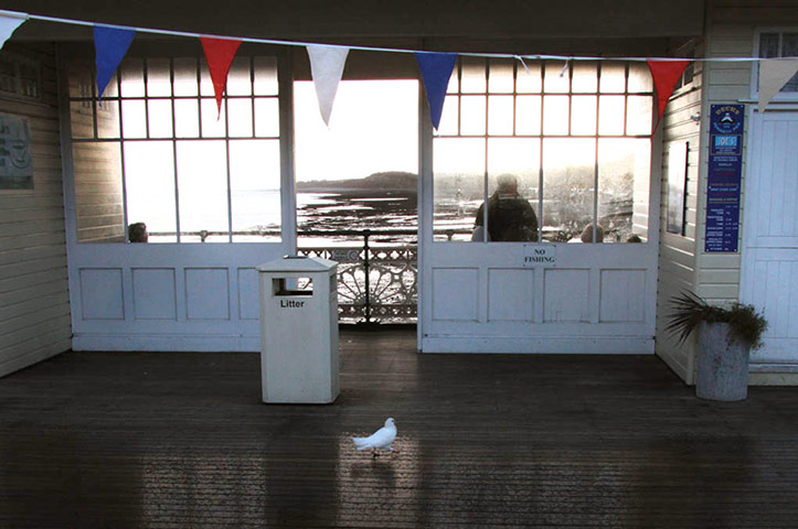 Green Shoots: Urban Birds