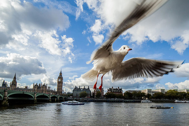 Green Shoots: Urban Birds