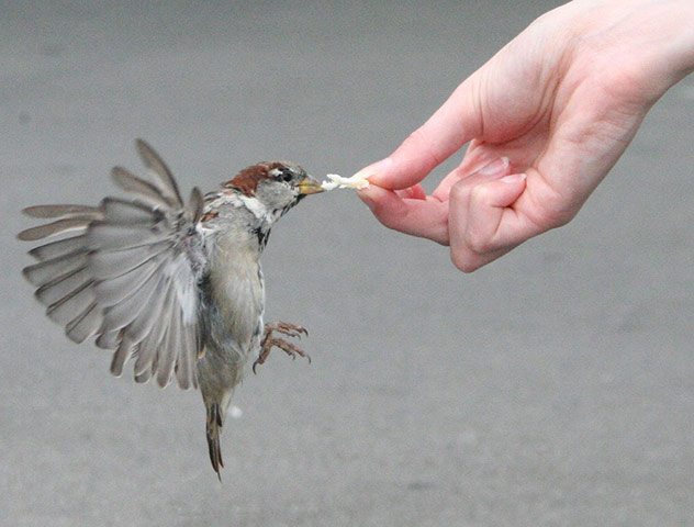 Green Shoots: Urban Birds