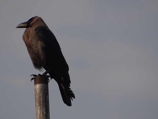 Green Shoots: Urban Birds