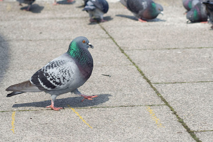 Green Shoots: Urban Birds