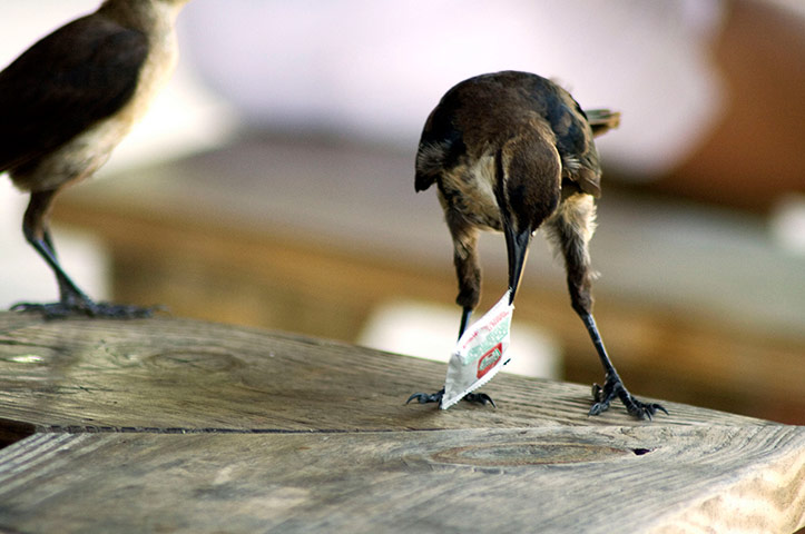 Green Shoots: Urban Birds