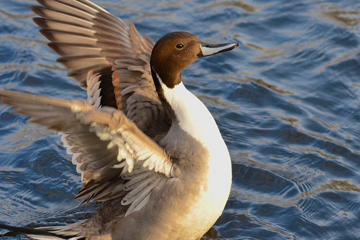 Green Shoots: Urban Birds