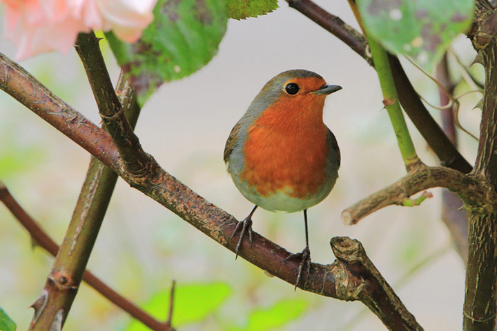 Green Shoots: Urban Birds