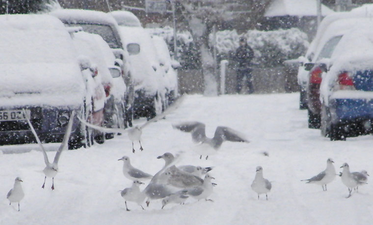 Green Shoots: Urban Birds