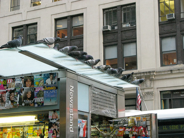 Green Shoots: Urban Birds