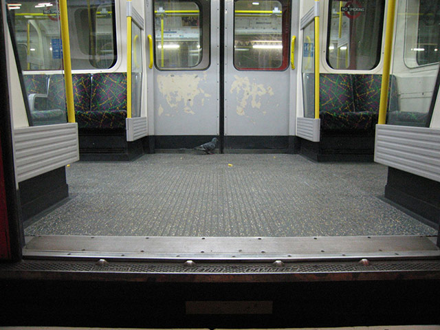 Green Shoots: Urban Birds