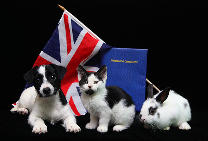 UK census: Pet Census - 2011